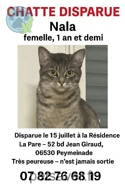 cat found 06530 Peymeinade Nala cat found 06530 Peymeinade Nala