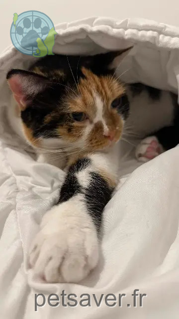 Katze gefunden Cannes Milly Katze found Cannes Milly