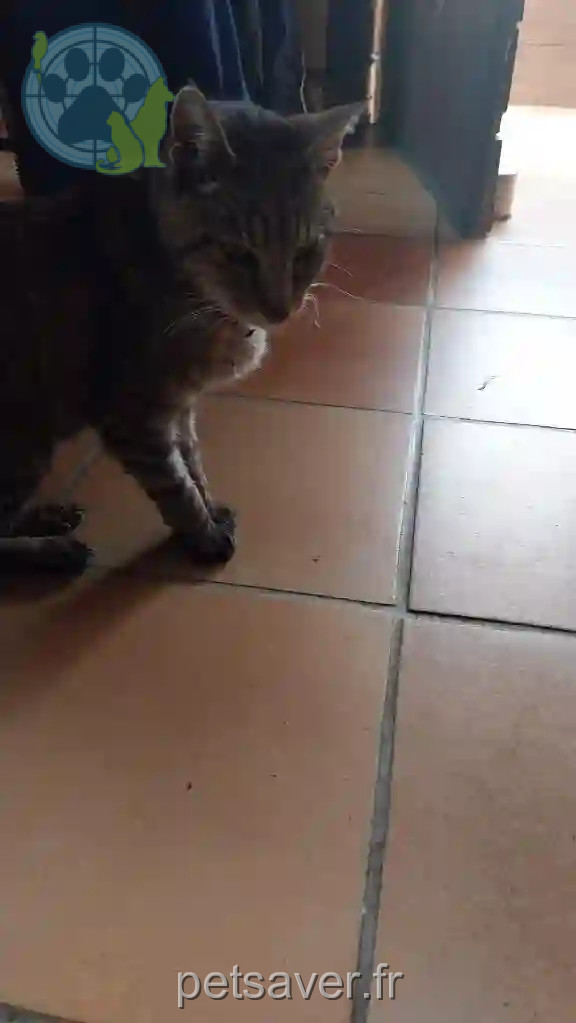Chatte Trouvée 09 Ariège Chatte Trouvée 09 Ariège