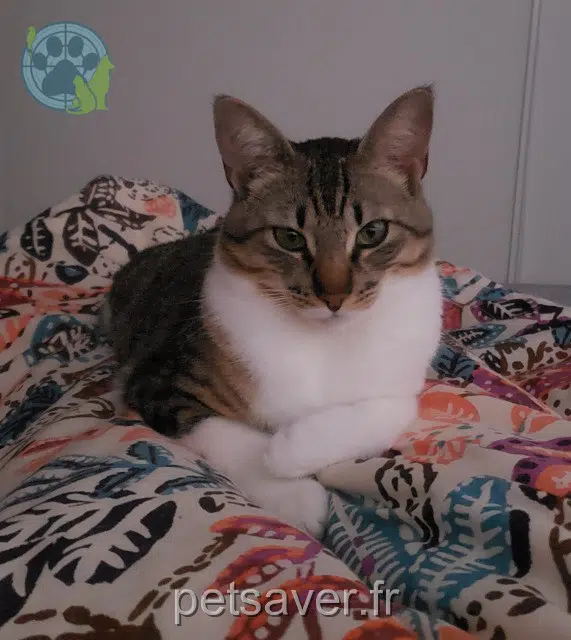 chatte found    Aix-en-Provence Lalou