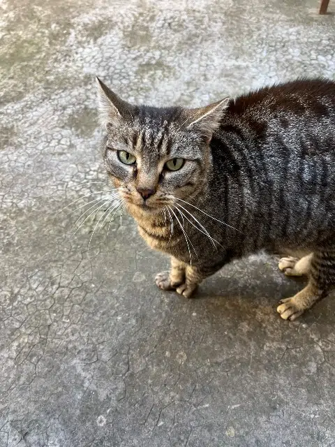 chatte found    Marseille Chat