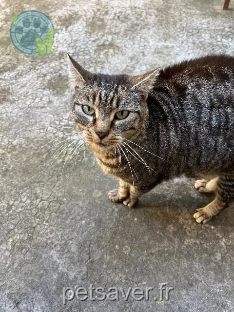 gatta trovata Marseille Chat gatta found Marseille Chat