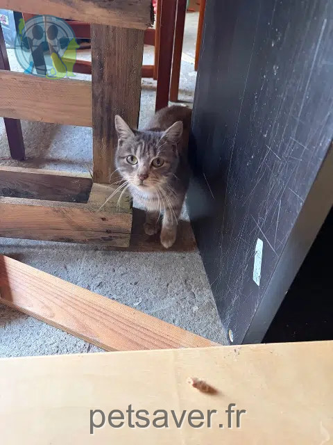 chatte found   14220 Thury-Harcourt-le-Hom Nom inconnu