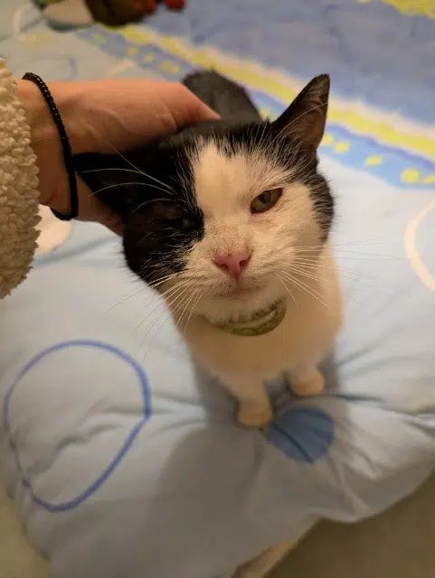 chatte found   15000 Aurillac Chat