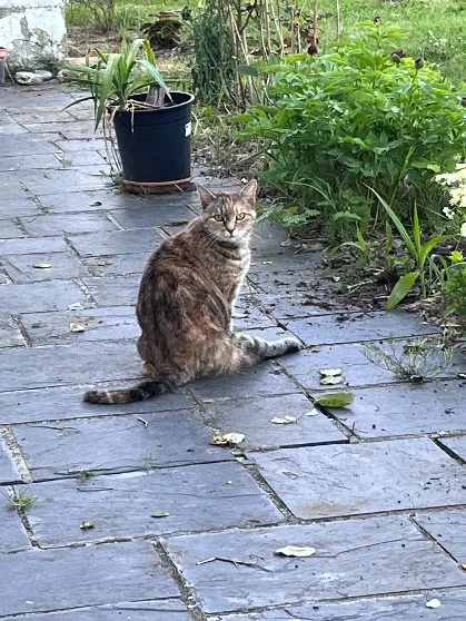 Chatte Trouvée 16 Charente - Roussinette Chatte Trouvée 16 Charente - Roussinette
