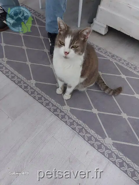 chatte found   19100 Brive-la-Gaillarde Nom inconnu