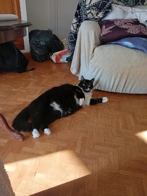 chatte found   28200 Châteaudun Noëlle