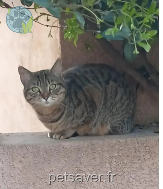 chatte found 30560 Saint-Hilaire-de-Brethmas Minette