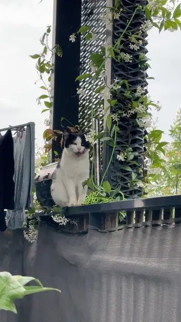 chatte found   31750 Escalquens Inconnu