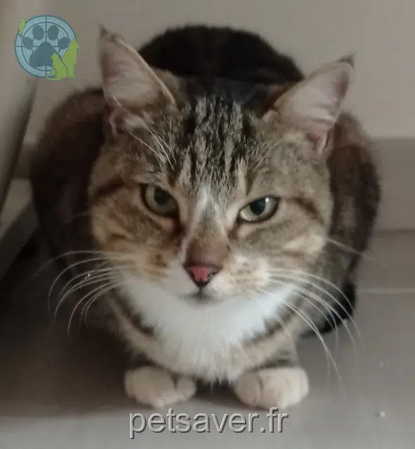 chatte found 34350 Vendres 