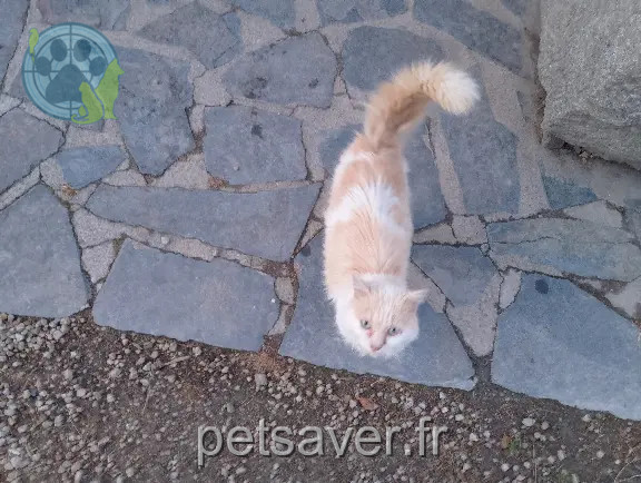 Chatte Trouvée 35 Ille-et-Vilaine Chatte Trouvée 35 Ille-et-Vilaine