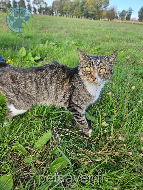 chatte found 35160 Breteil 