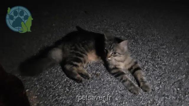 gata found 38630 Corbelin 