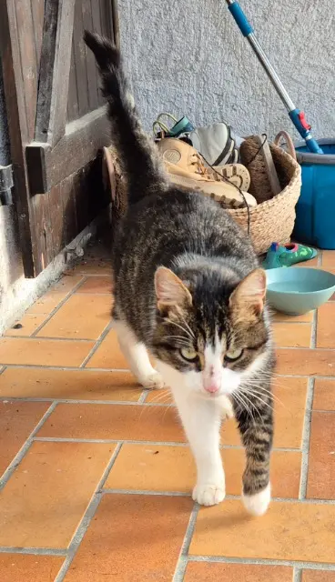 chatte found   41400 Chissay-en-Touraine Inconnu