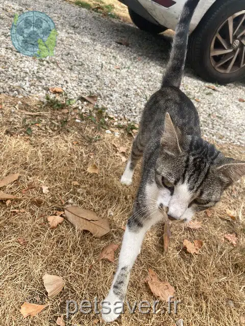 gata found 44690 Monnières 