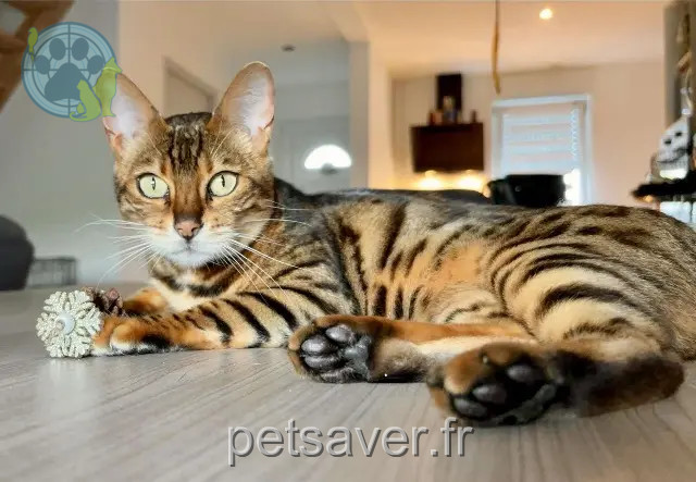 gata encontrada 44260 Prinquiau Nala gata found 44260 Prinquiau Nala