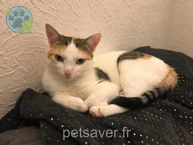 gata found 45310 Bricy Kali