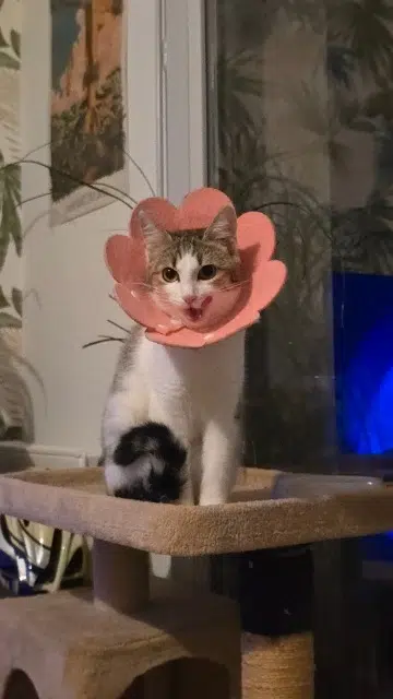 Katze gefunden Angers Mia Katze found Angers Mia