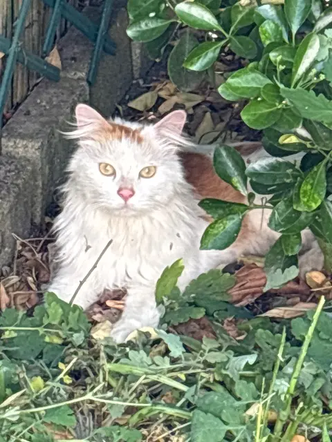 chatte found   59495 Leffrinckoucke Inconnu