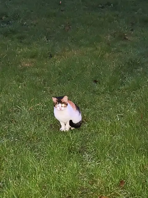 chatte found   59360 Le Cateau-Cambrésis Inconnu