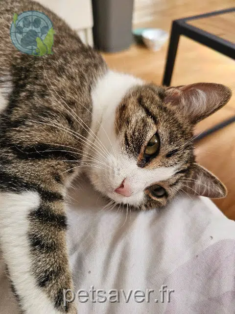 chatte found    Lille Sha