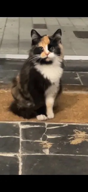 chatte found   59200 Tourcoing Princesse