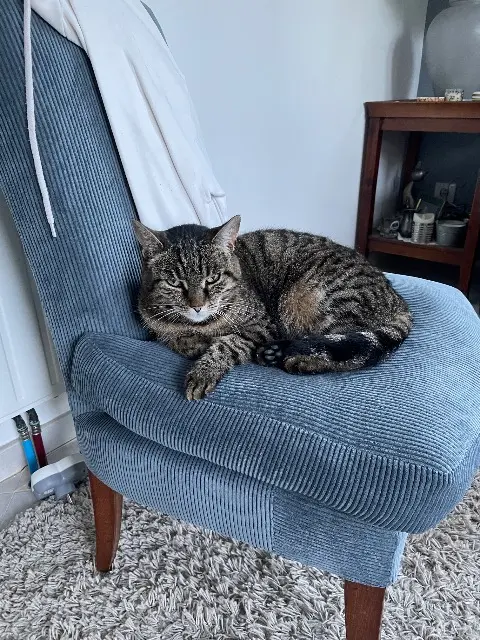 chatte found   60280 Clairoix Clochette