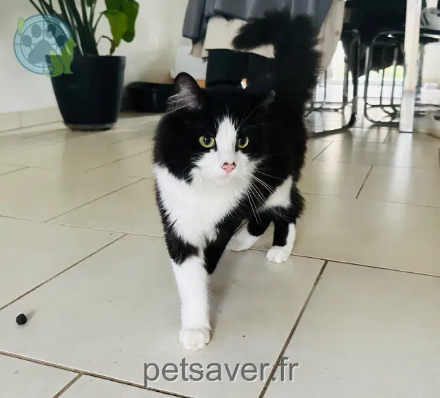 gatta found   68780 Soppe-le-Bas Aria