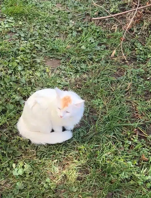 chatte found   69400 Villefranche-sur-Saône Inconnu