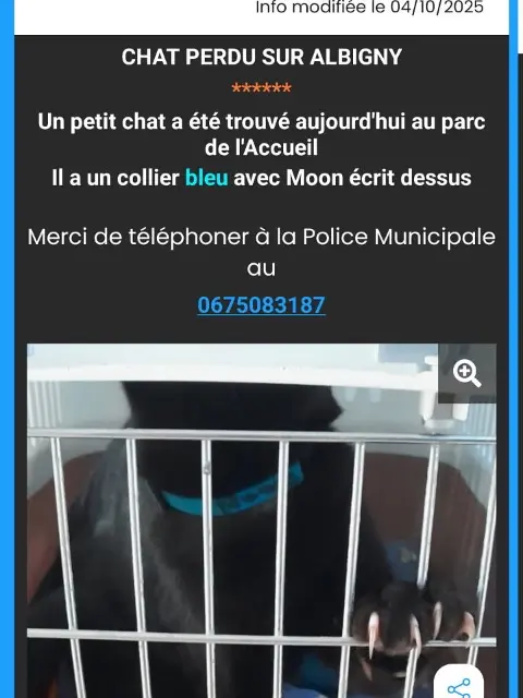 chatte found   69250 Albigny-sur-Saône Moon