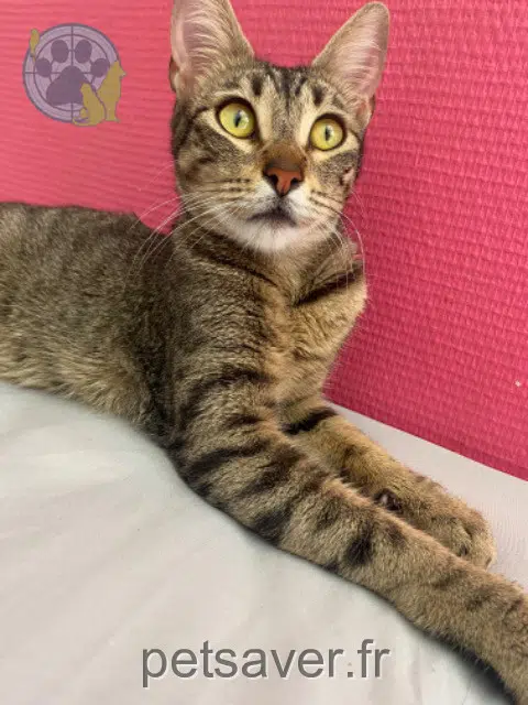 chatte found   69100 Villeurbanne 
