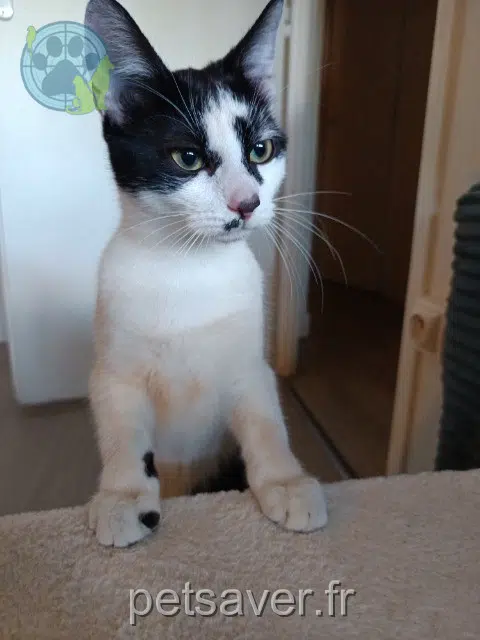 gata found 71100 Chalon-sur-Saône 