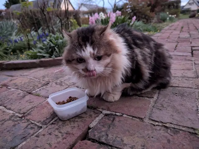 chatte found   76116 Catenay Nom inconnu