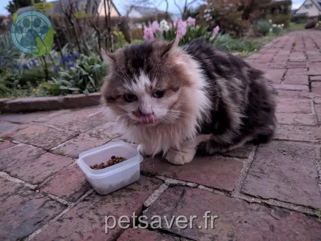chatte found   76116 Catenay Nom inconnu