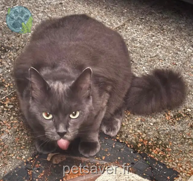 chatte found 77210 Avon 