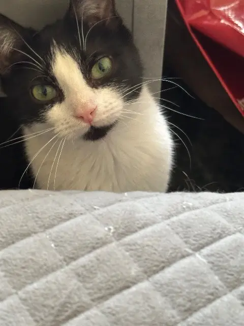 chatte found   78370 Plaisir Khushi