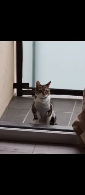 chatte found   78711 Mantes-la-Ville Kiki