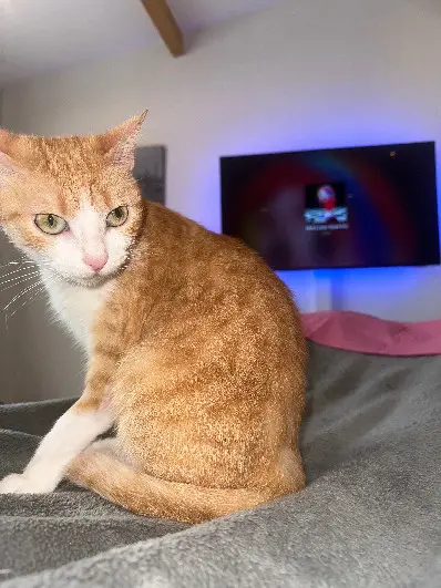 Chatte Trouvée 78 Yvelines - Mia Chatte Trouvée 78 Yvelines - Mia