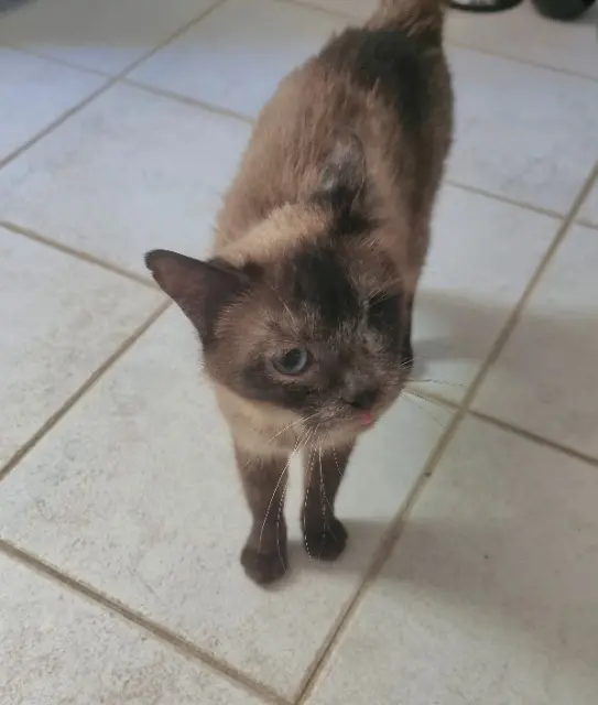 chatte trouvée 83470 Seillons-Source-d'Argens Chanel chatte found 83470 Seillons-Source-d'Argens Chanel