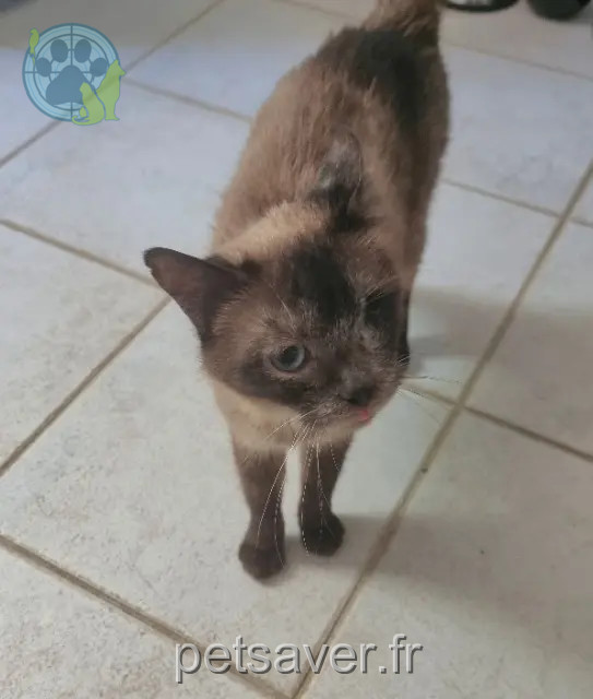 Katze gefunden 83470 Seillons-Source-d'Argens Chanel Katze found 83470 Seillons-Source-d'Argens Chanel