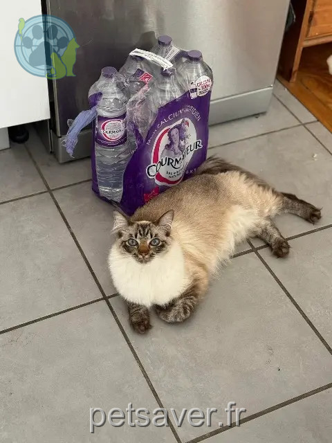 Katze gefunden 83220 Le Pradet Pigoule Katze found 83220 Le Pradet Pigoule