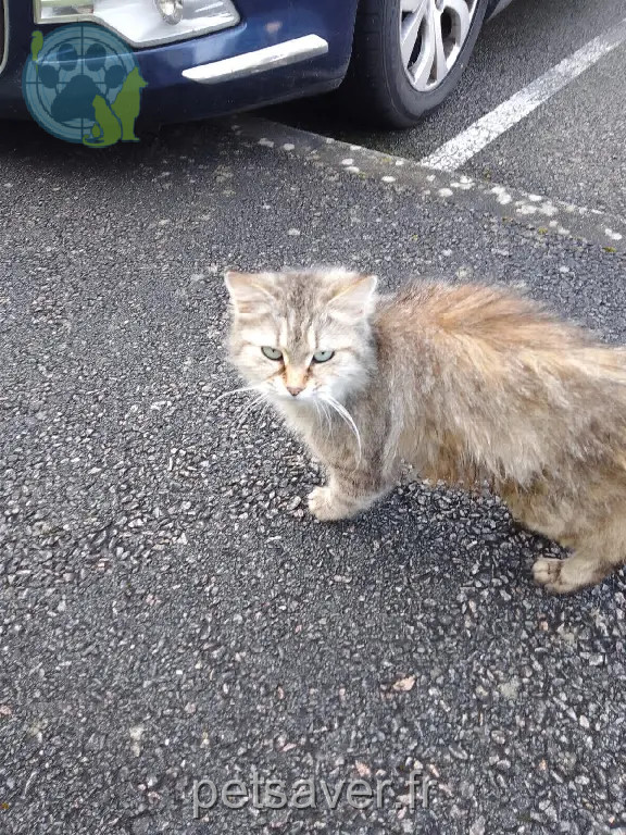 Chatte Trouvée 86 Vienne - Aucun Chatte Trouvée 86 Vienne - Aucun