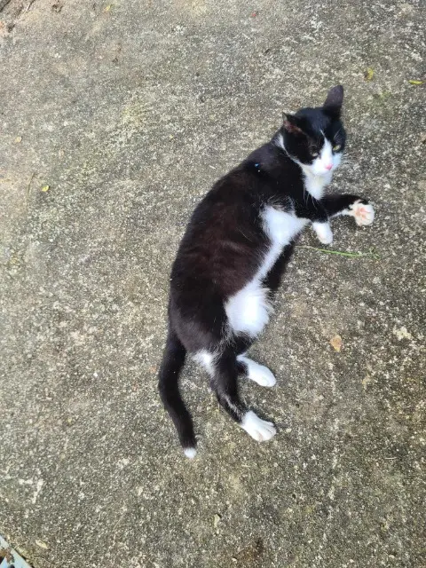 chatte found   86240 Croutelle On ne sais pas