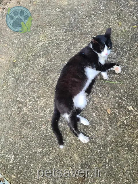 Katze gefunden 86240 Croutelle On ne sais pas Katze found 86240 Croutelle On ne sais pas
