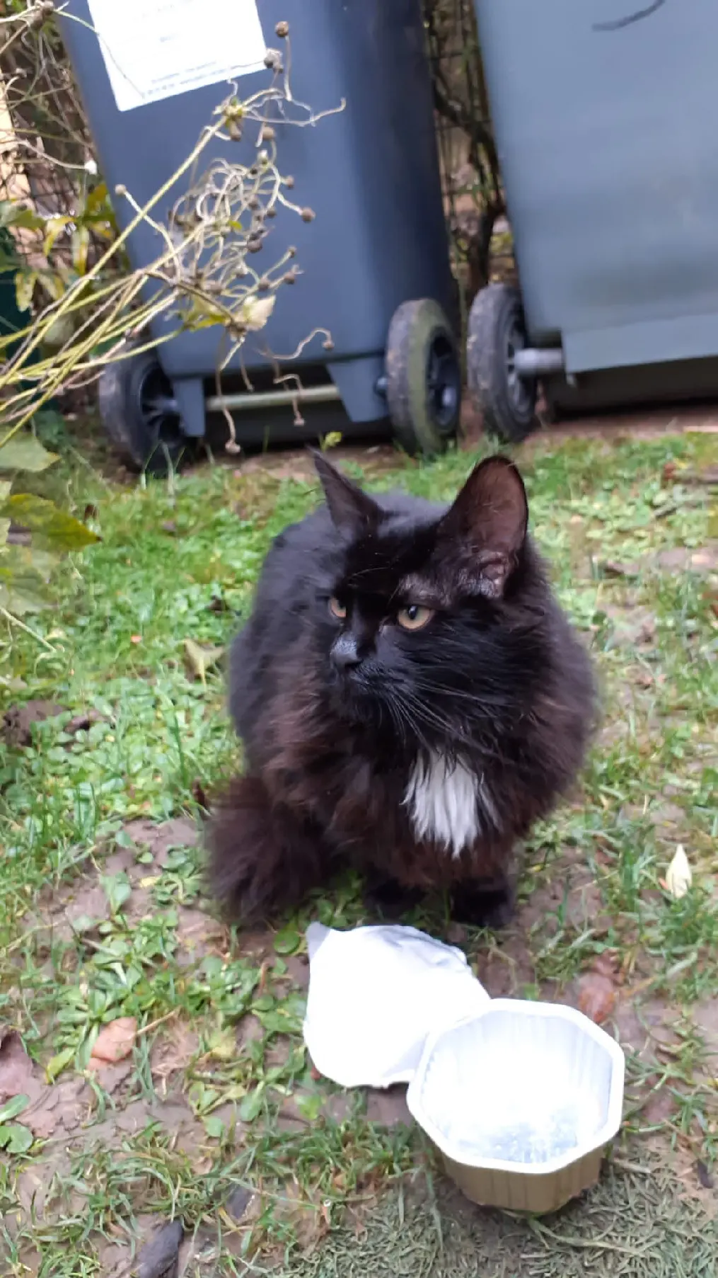 Chatte Trouvée 91 Essonne Chatte Trouvée 91 Essonne