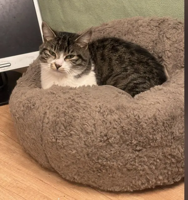 chatte found   92130 Issy-les-Moulineaux Blanche