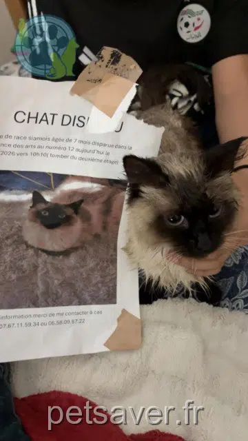 cat found   92500 Rueil-Malmaison Nom inconnu
