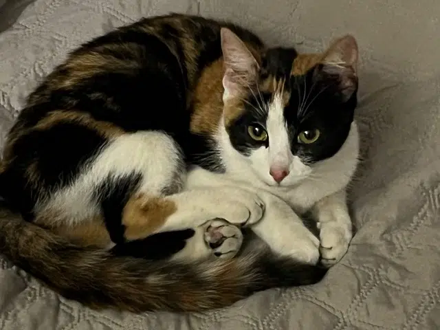 chatte found   93340 Le Raincy Inconnu