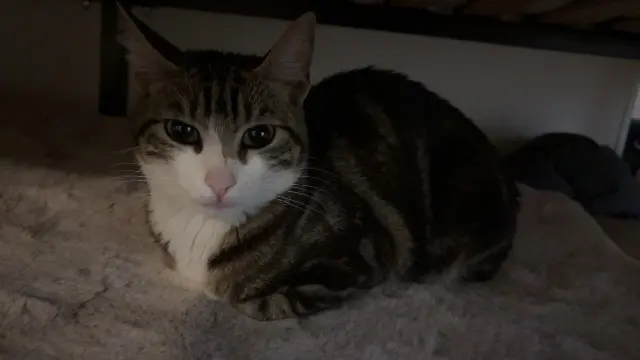 chatte found    Saint-Denis Inconnu