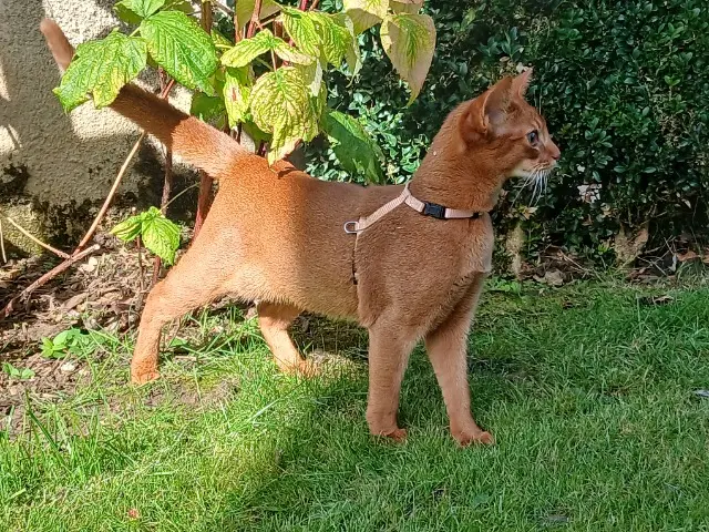 chatte found   95810 Grisy-les-Plâtres Asmodée